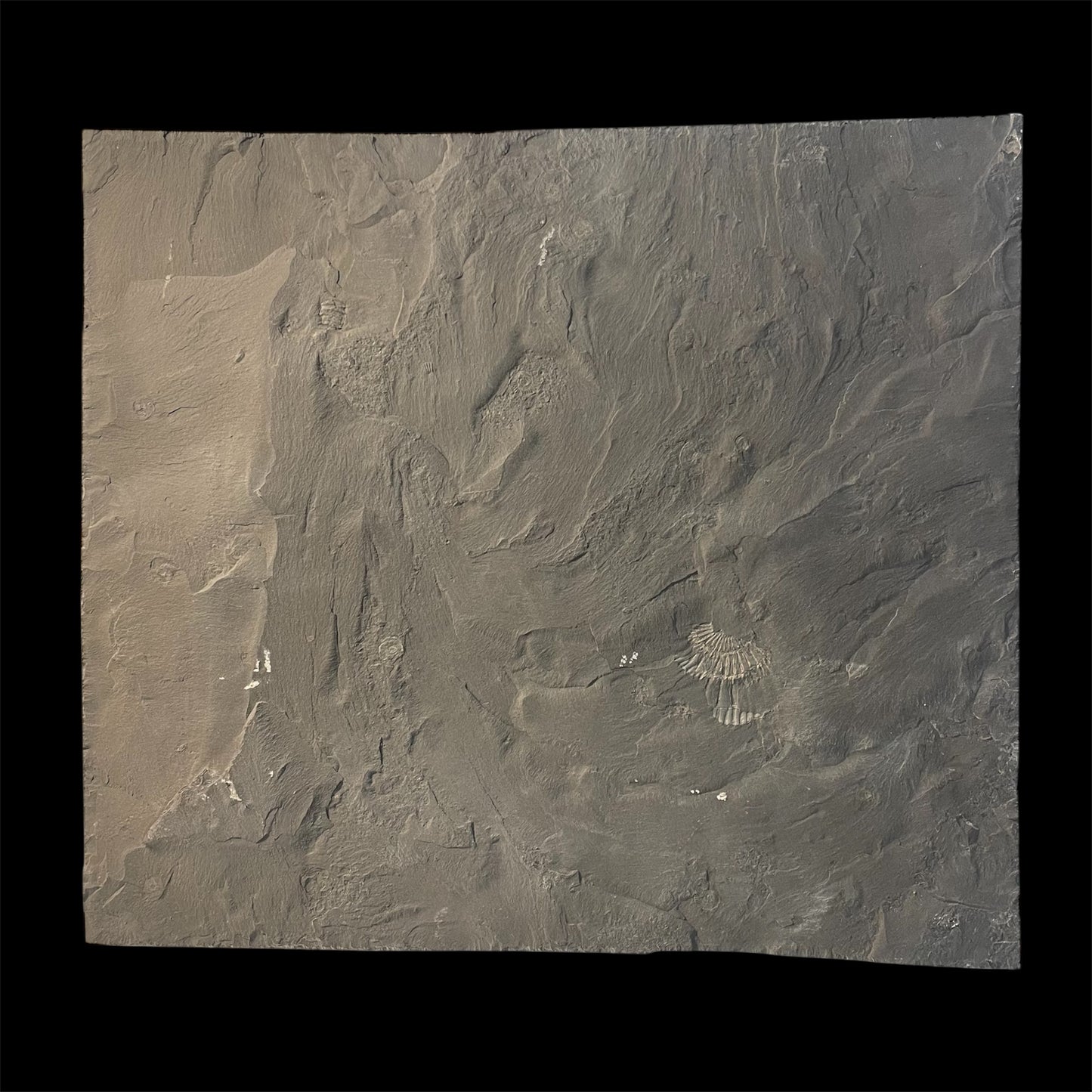 F2504 | Ammonite | Hildoceras sp. & Dactylioceras commune