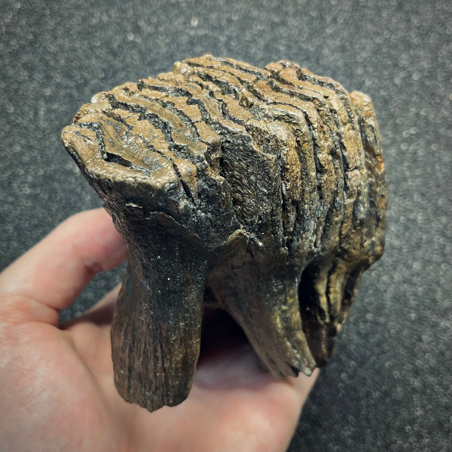 F2781 | Mammut | Mammuthus sp.