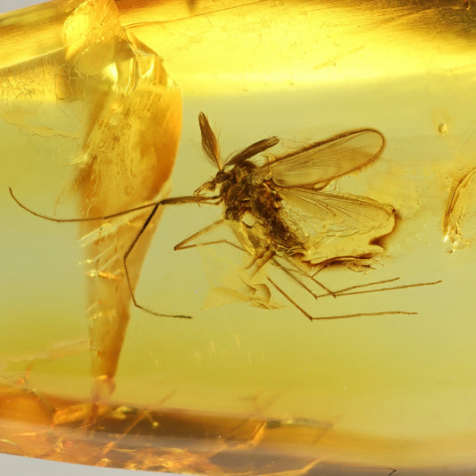 F2421 | Ambra con inclusione | Chironomidae indet.
