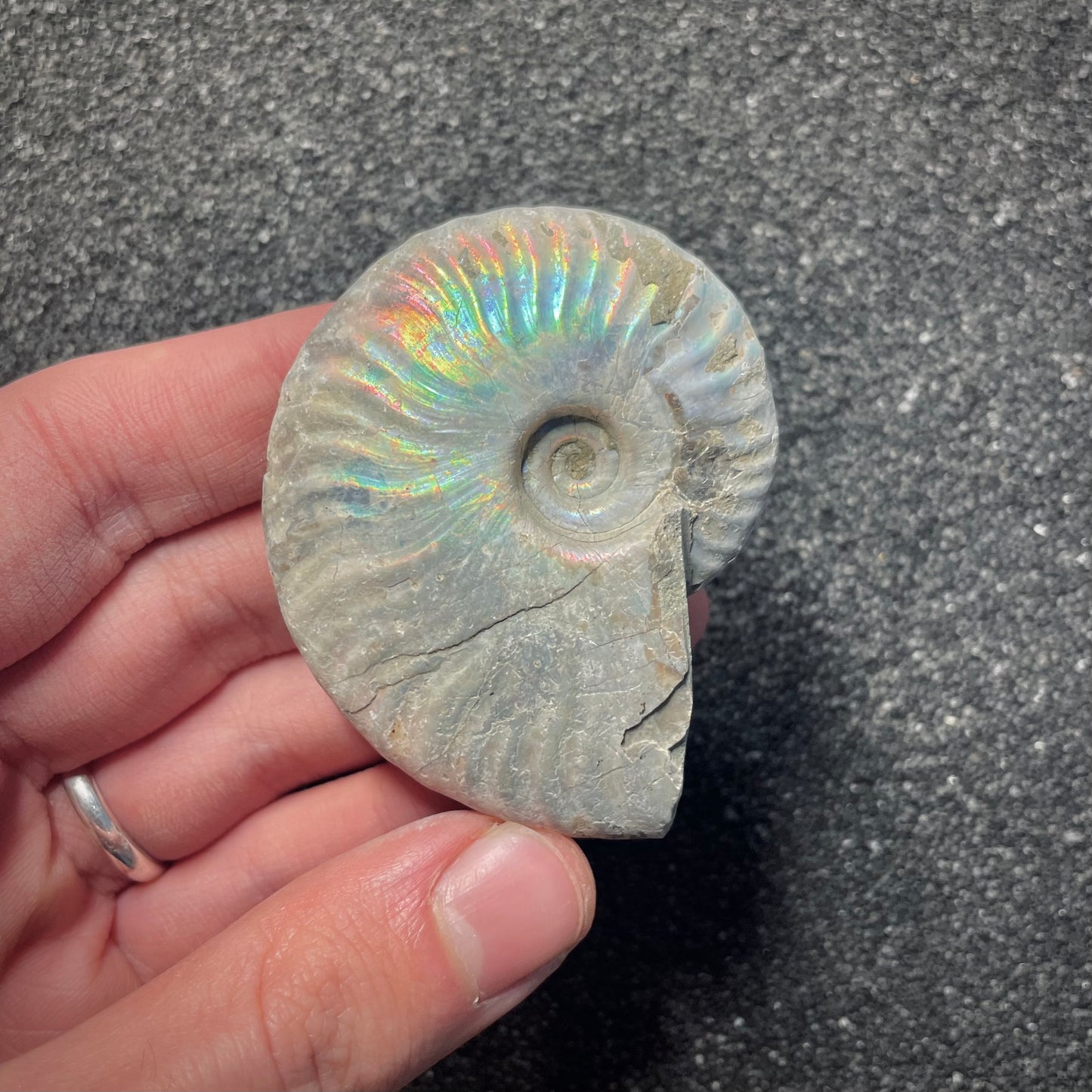 F2154 | Ammonite | Cleoniceras sp.
