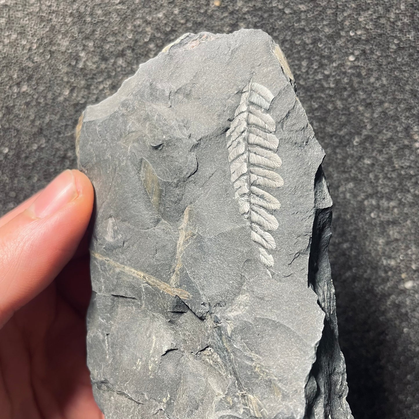 F2482 | Pianta | Neuropteris sp.