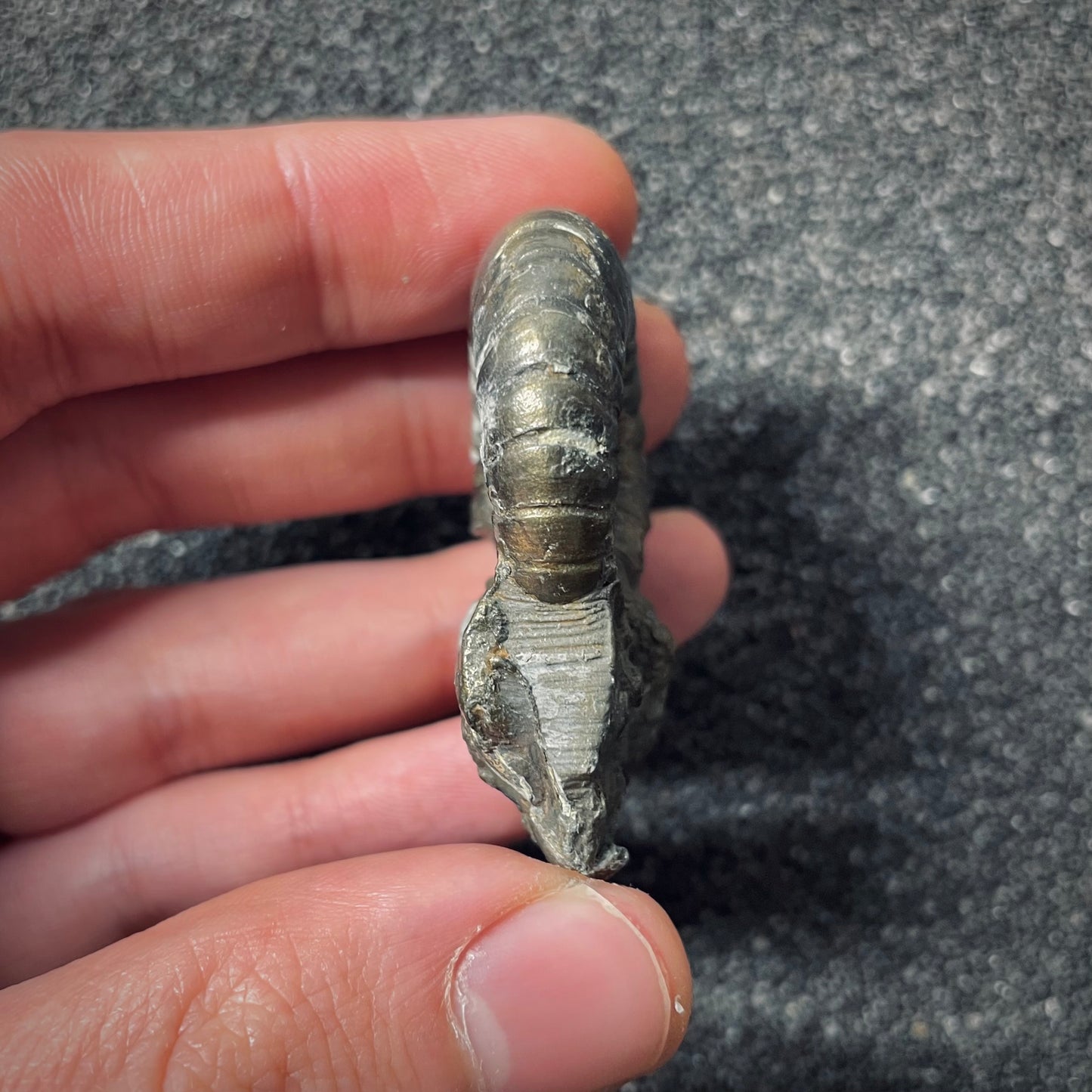 F2555 | Ammonite | Pachylytoceras hircinum