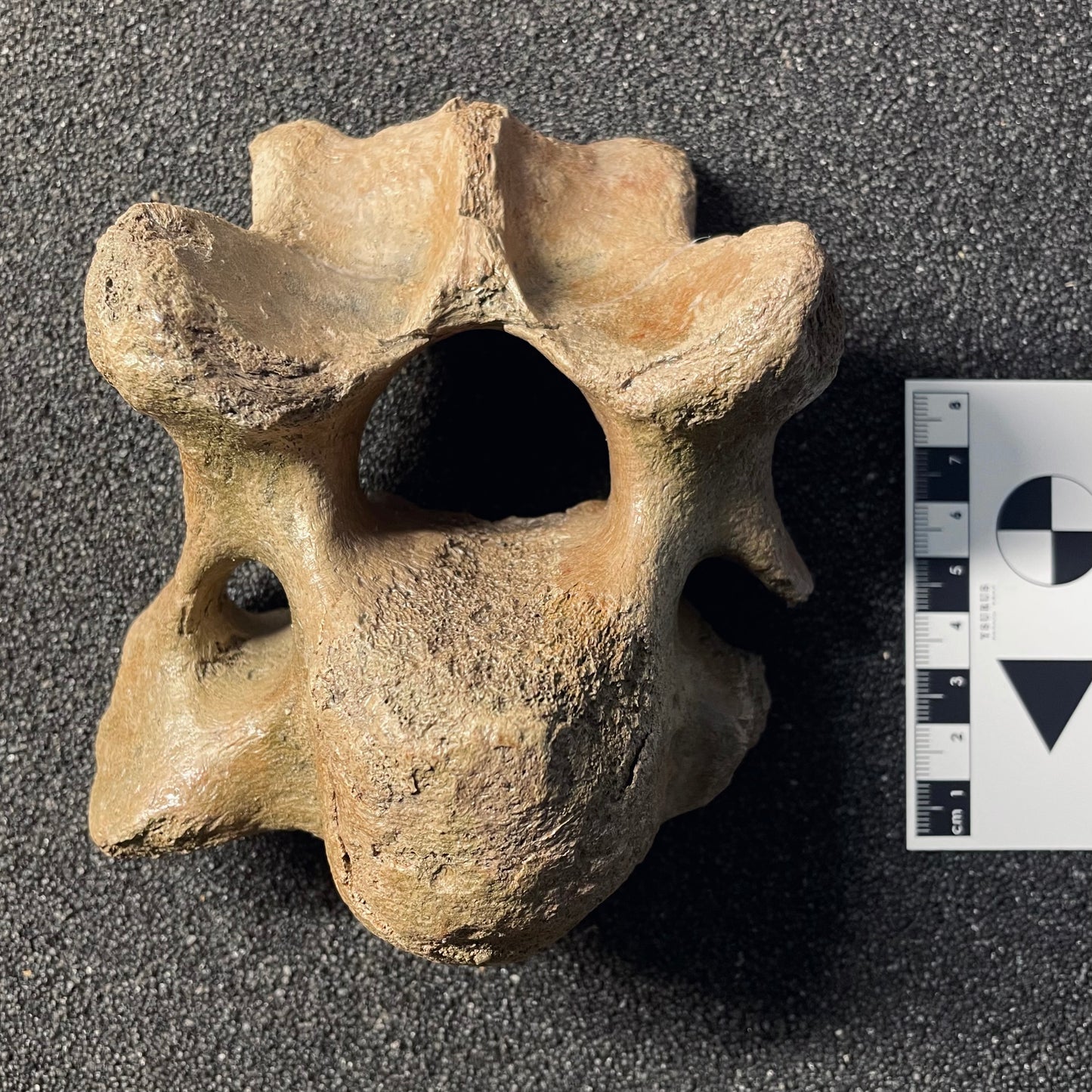 F2447 | Mammut | Mammuthus sp.