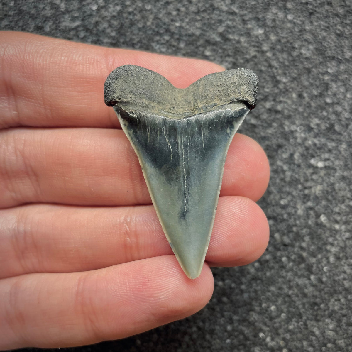 F3043 | Squalo |  Carcharodon hastalis