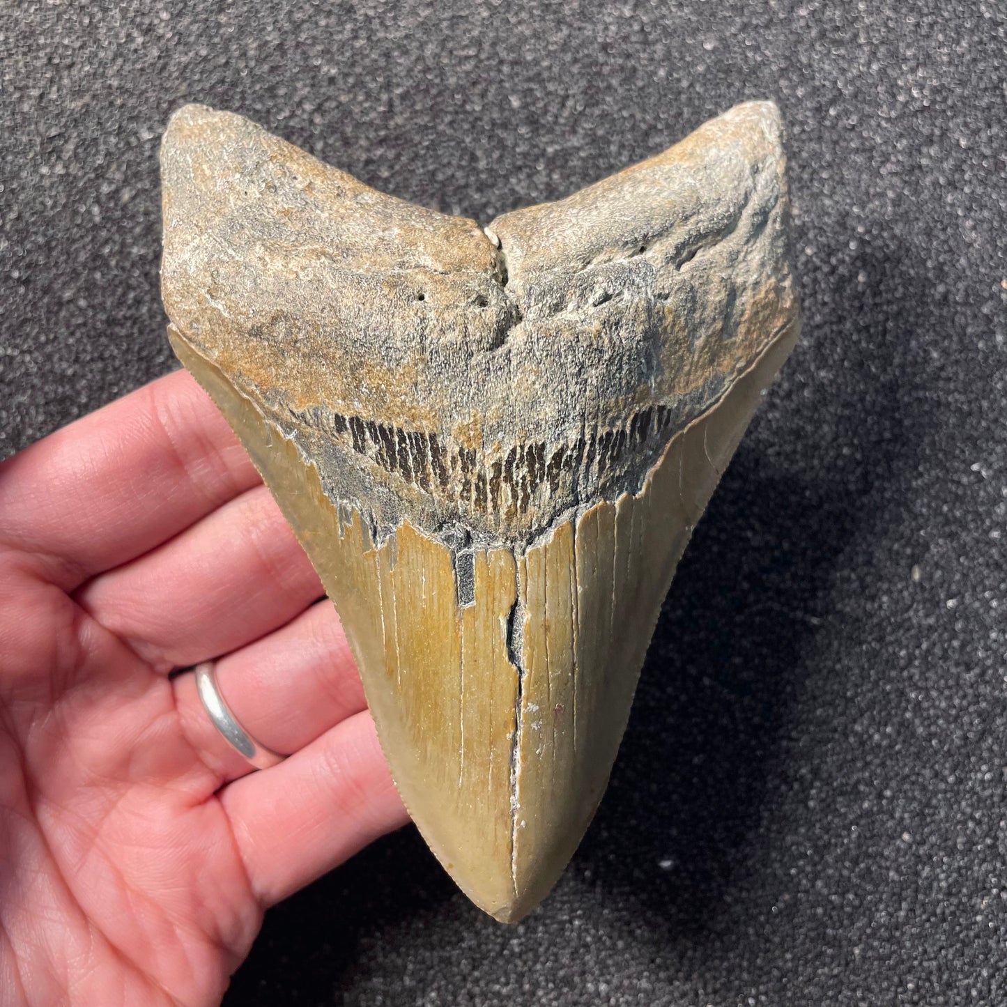 F2360 | Squalo | Otodus megalodon