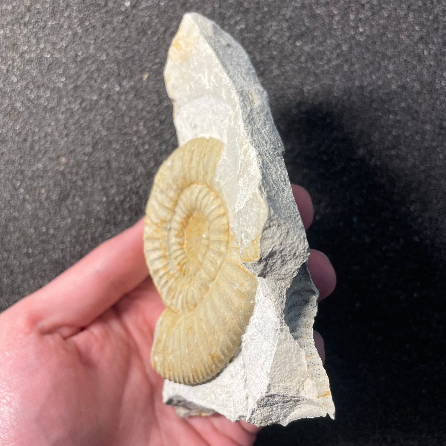 F2532 | Ammonite | Ataxioceras sp.