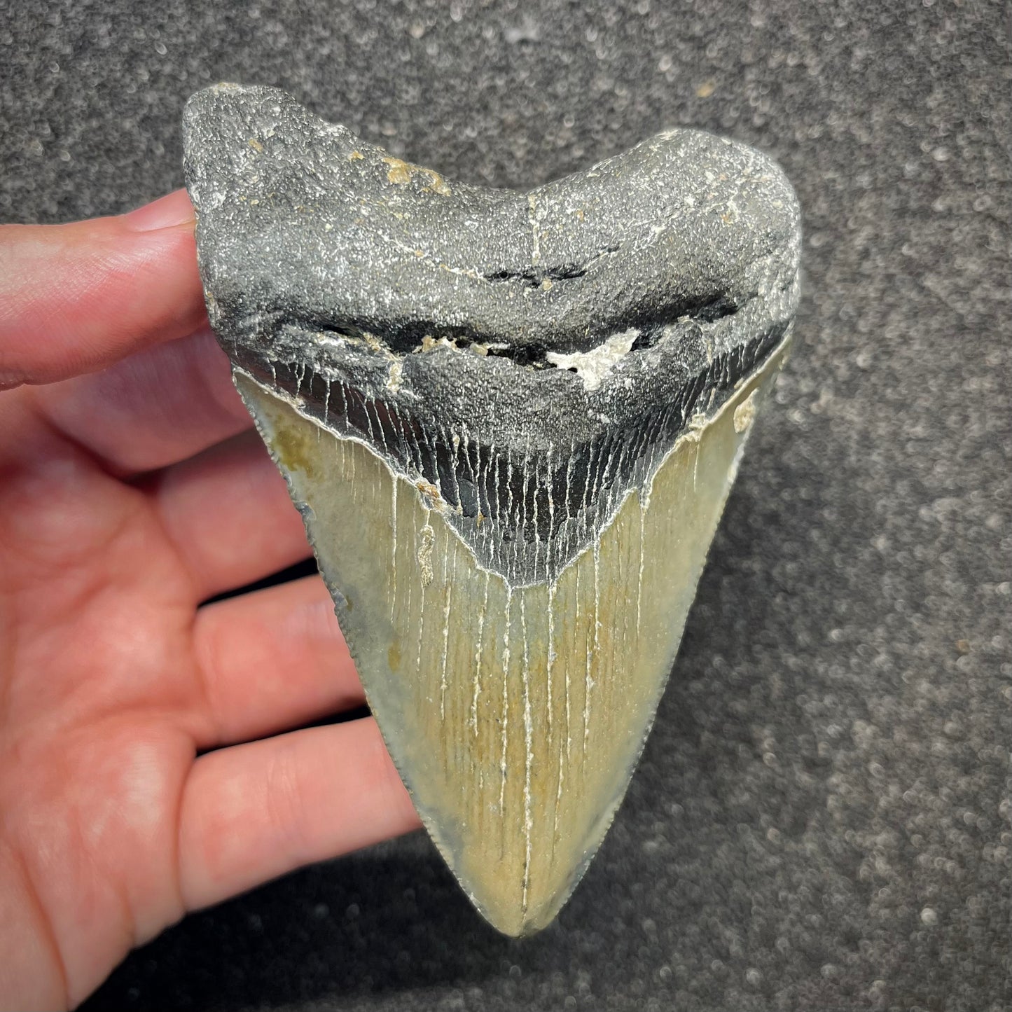 F2923 | Squalo | Otodus megalodon