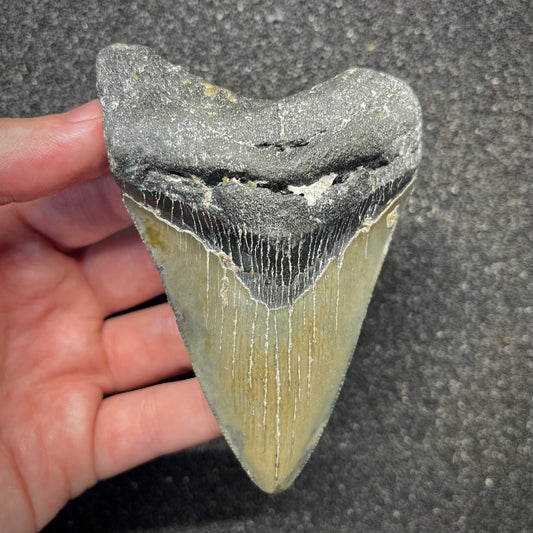F2923 | Squalo | Otodus megalodon