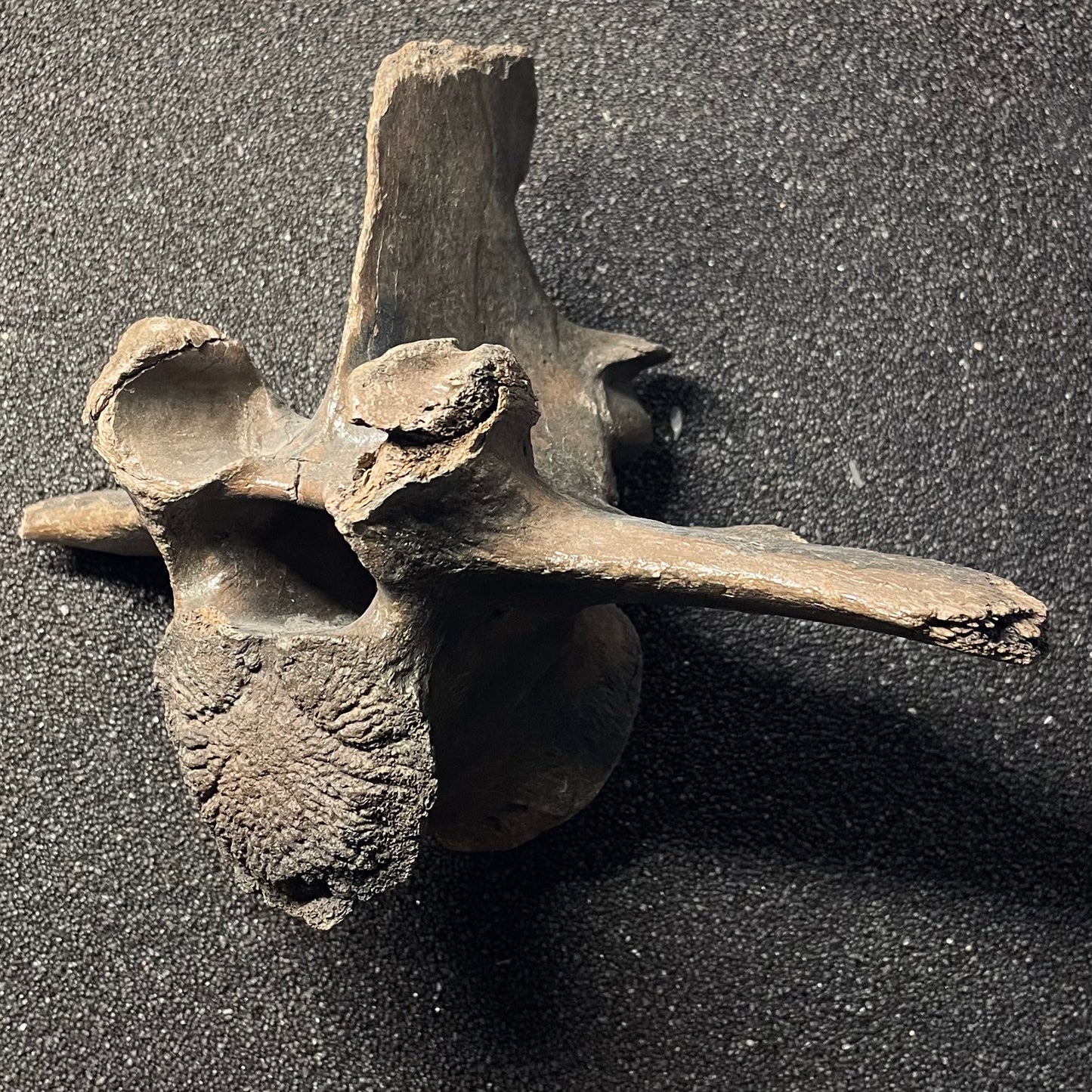 F2448 | Bisonte | Bison sp.