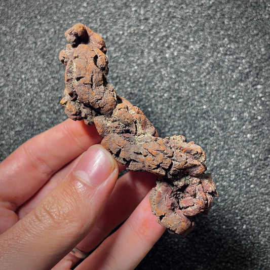 F2067 | Coprolite - Cololite | Testuggine