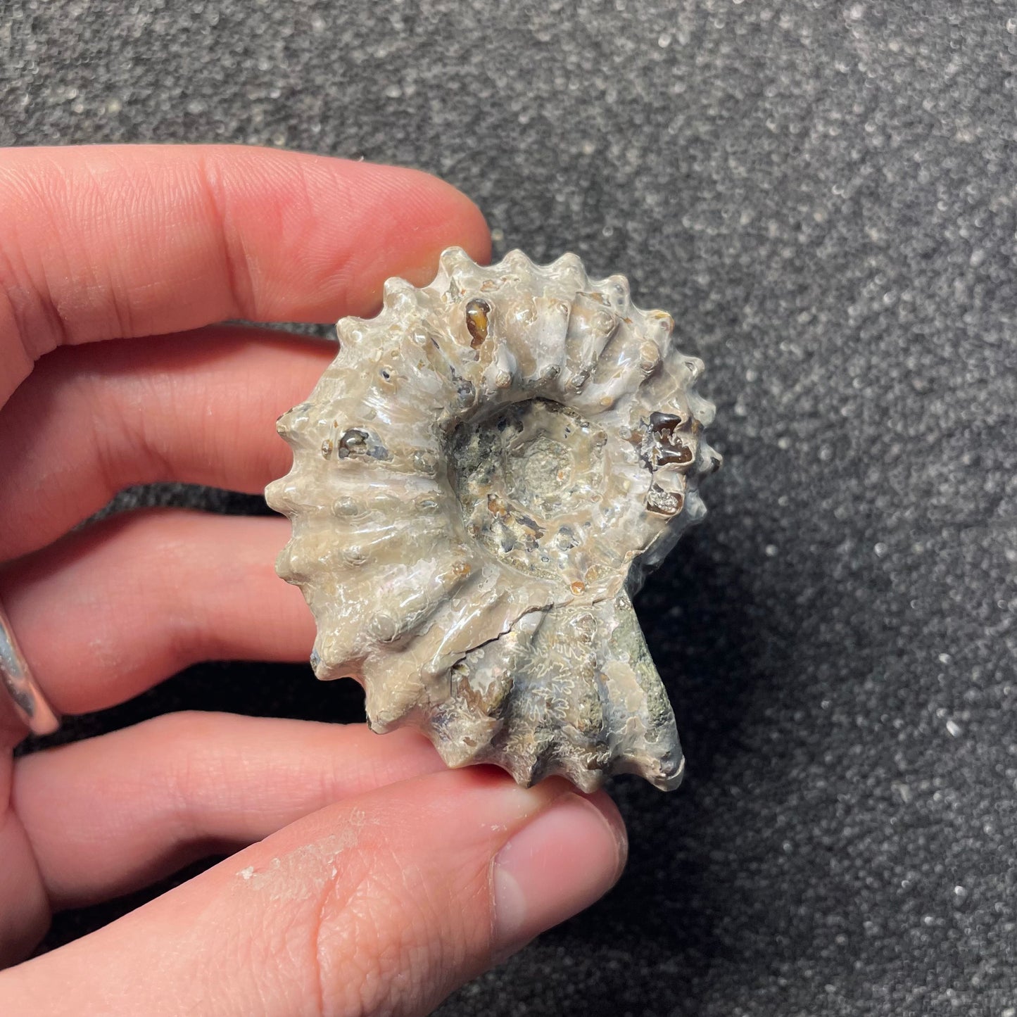 F2386 | Ammonite | Douvilleiceras sp.