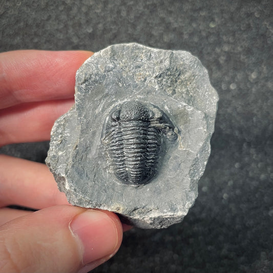 F2592 | Trilobite | Gerastos tuberculatus