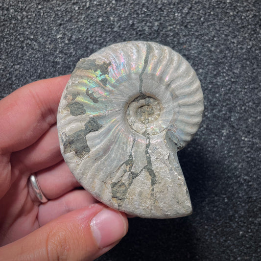 F2016 | Ammonite | Cleoniceras sp.
