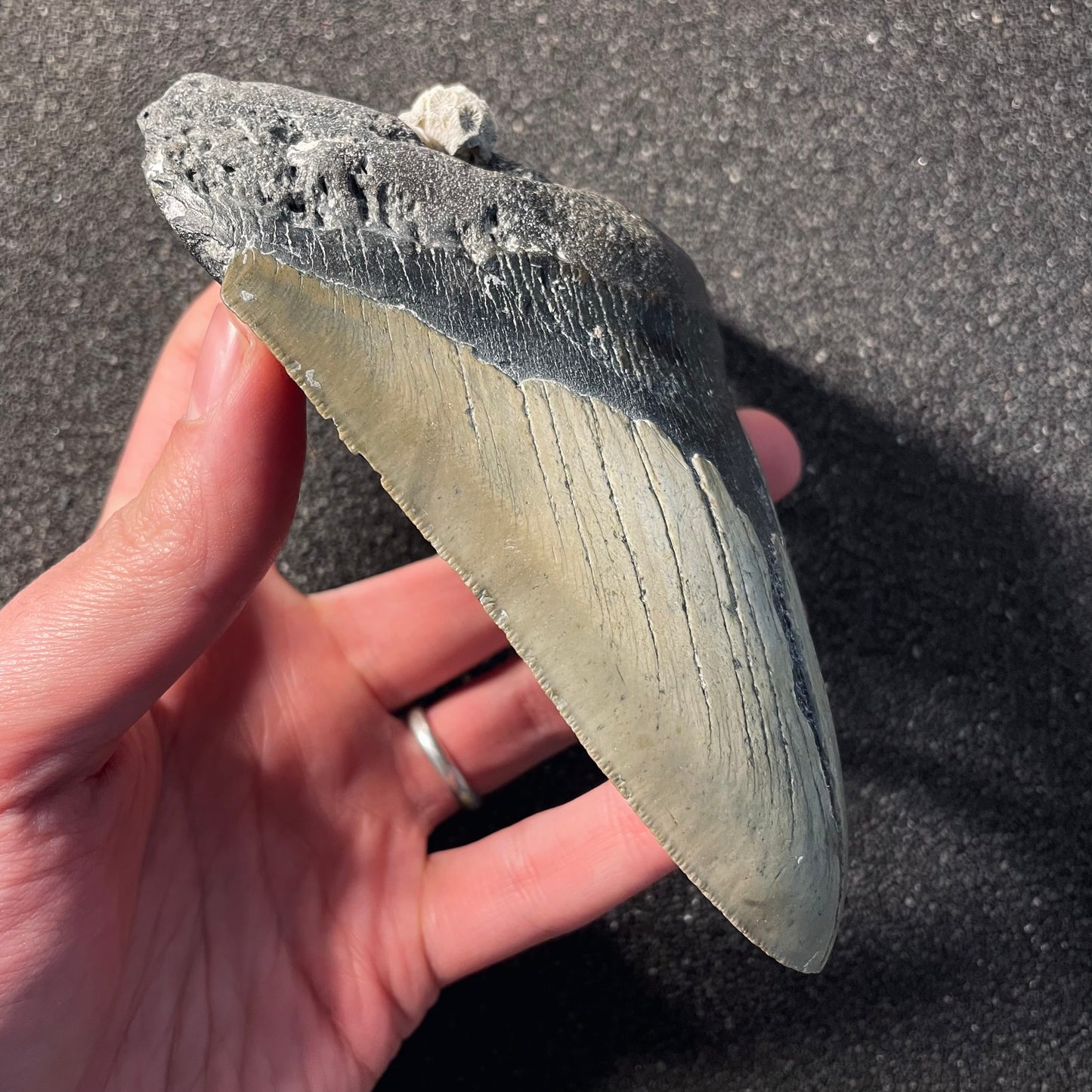 F2354 | Squalo | Otodus megalodon