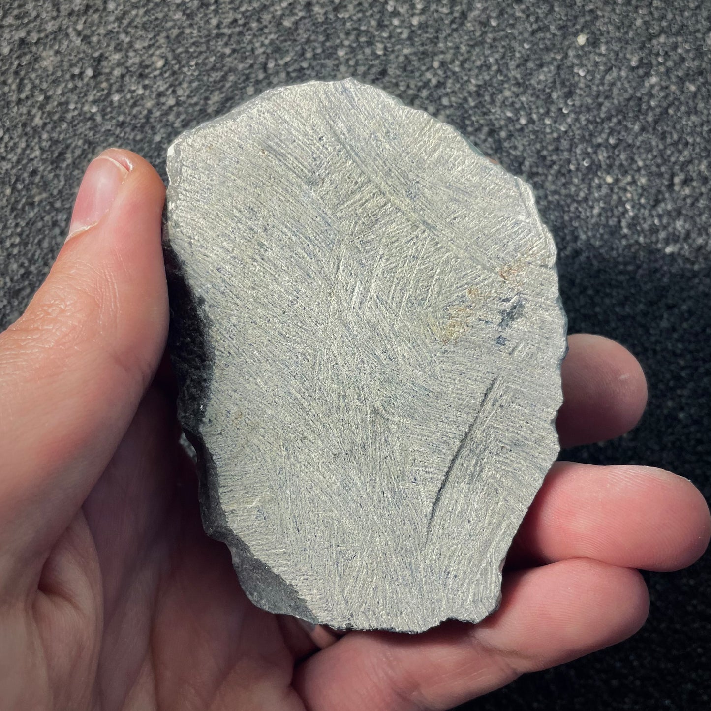 F2610 | Trilobite | Phacopidae indet.