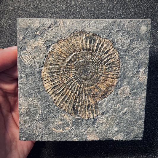 F1949 | Ammonite | Dactylioceras commune