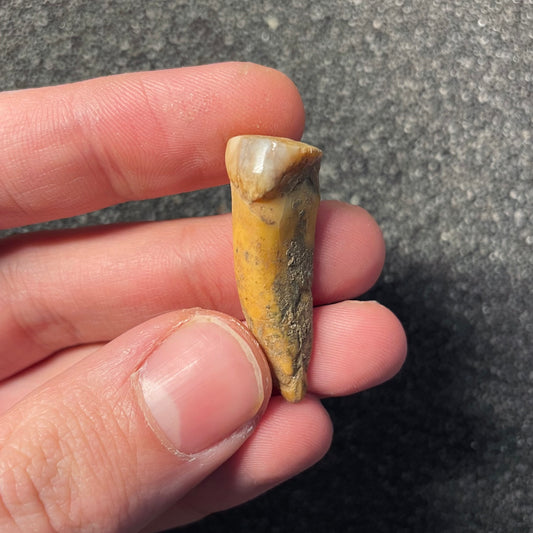 F2410 | Orso | Ursus spelaeus