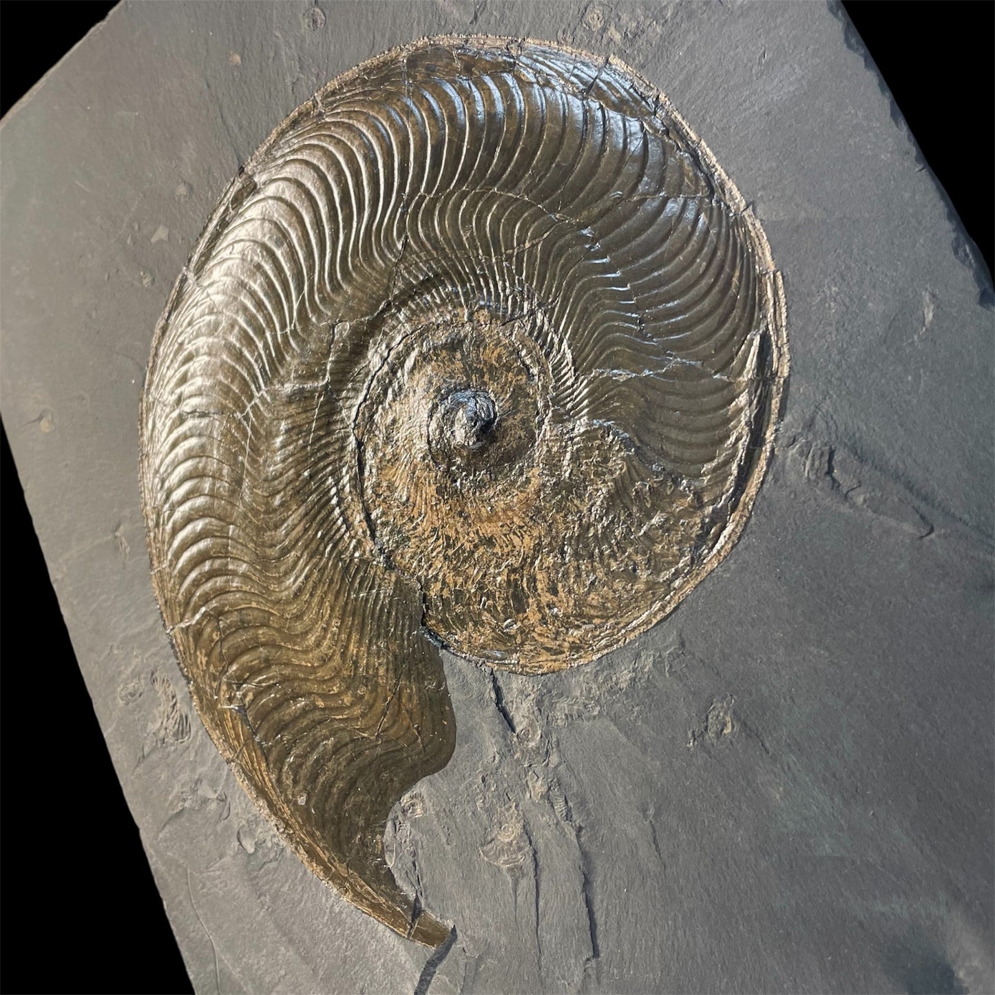 F2396 | Ammonite | Harpoceras falcifer