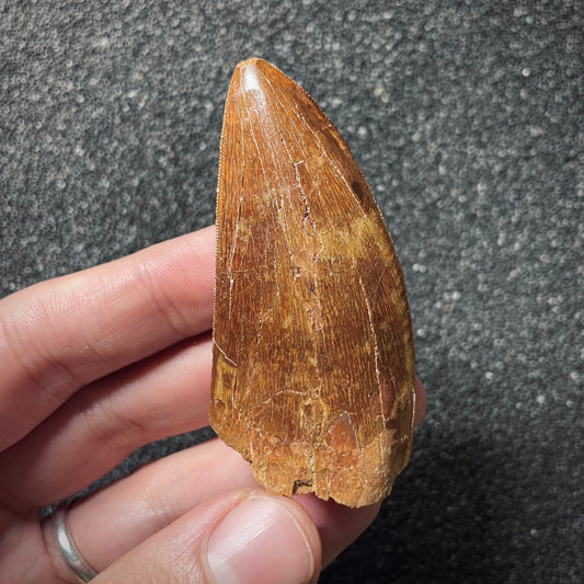 F2094 | Dinosauro | Carcharodontosaurus saharicus