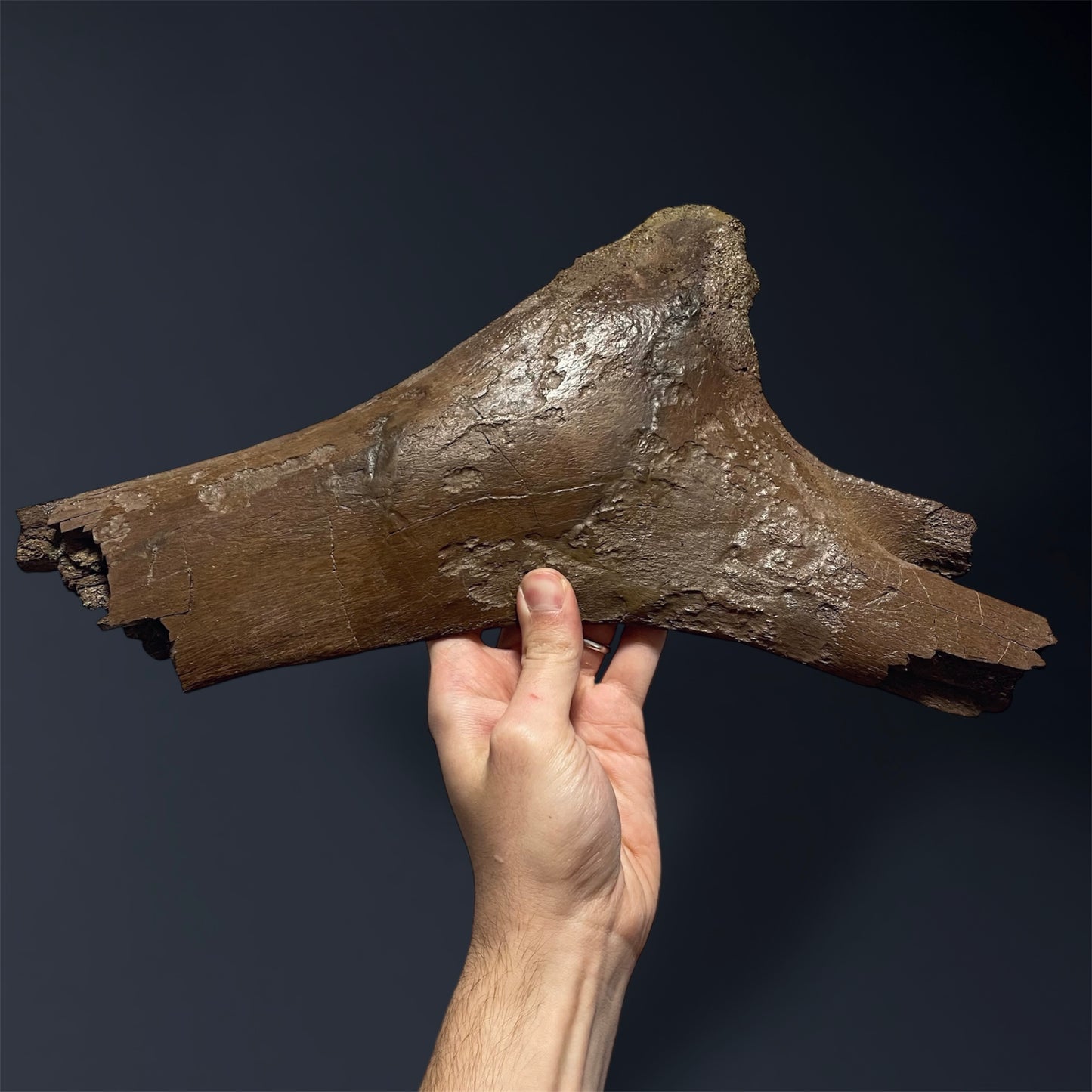 F2508 | Dinosauro | Edmontosaurus sp.