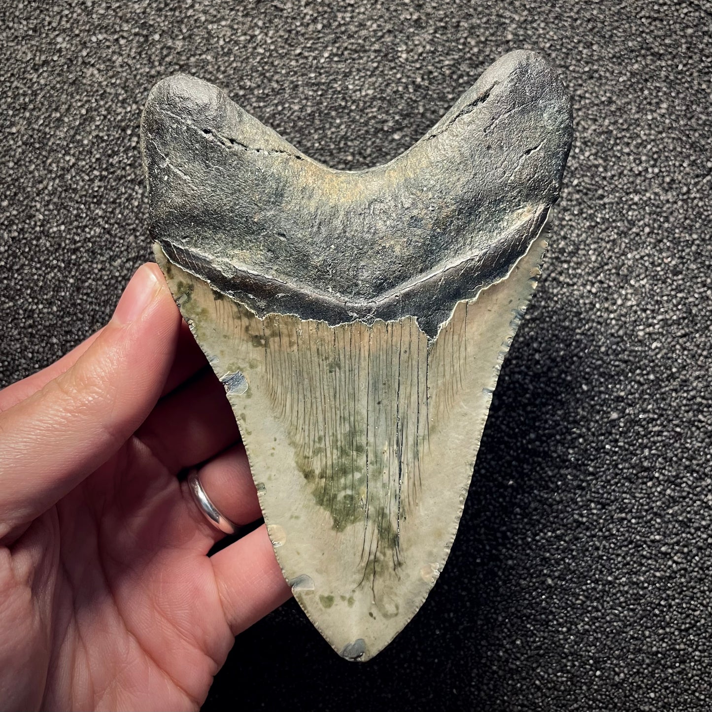 F2136 | Squalo | Otodus megalodon