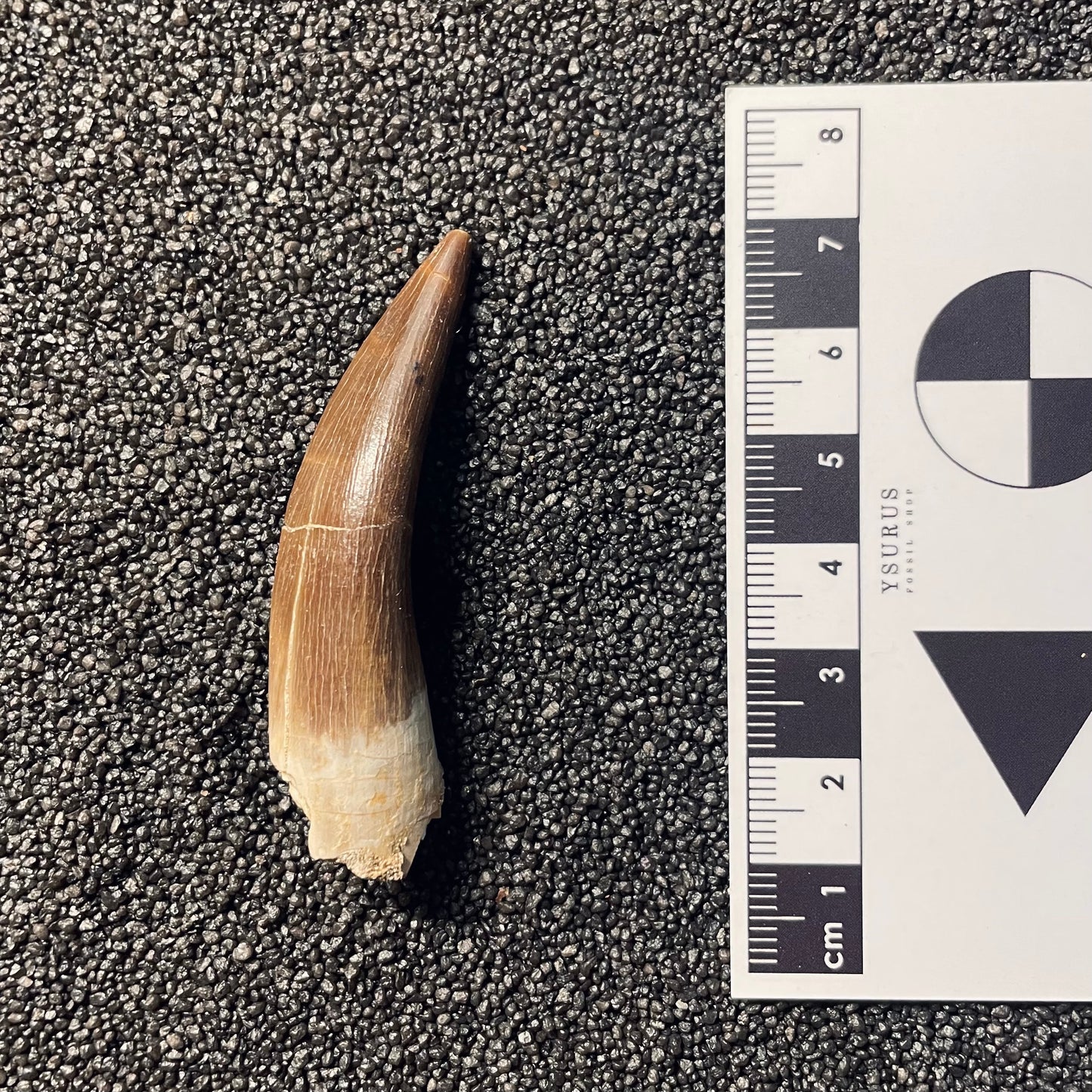 F2122 | Elasmosauro | Zarafasaura oceanis