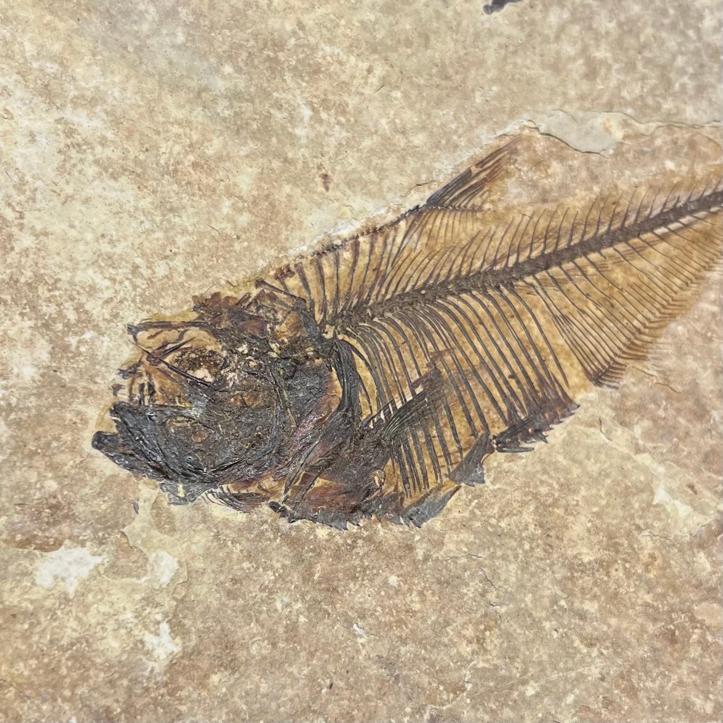 F2728 | Pesce | Diplomystus dentatus