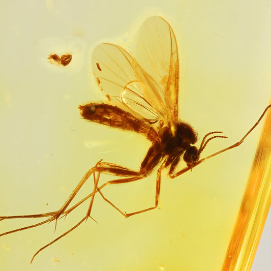 F2843 | Ambra con inclusione | Keroplatidae indet.