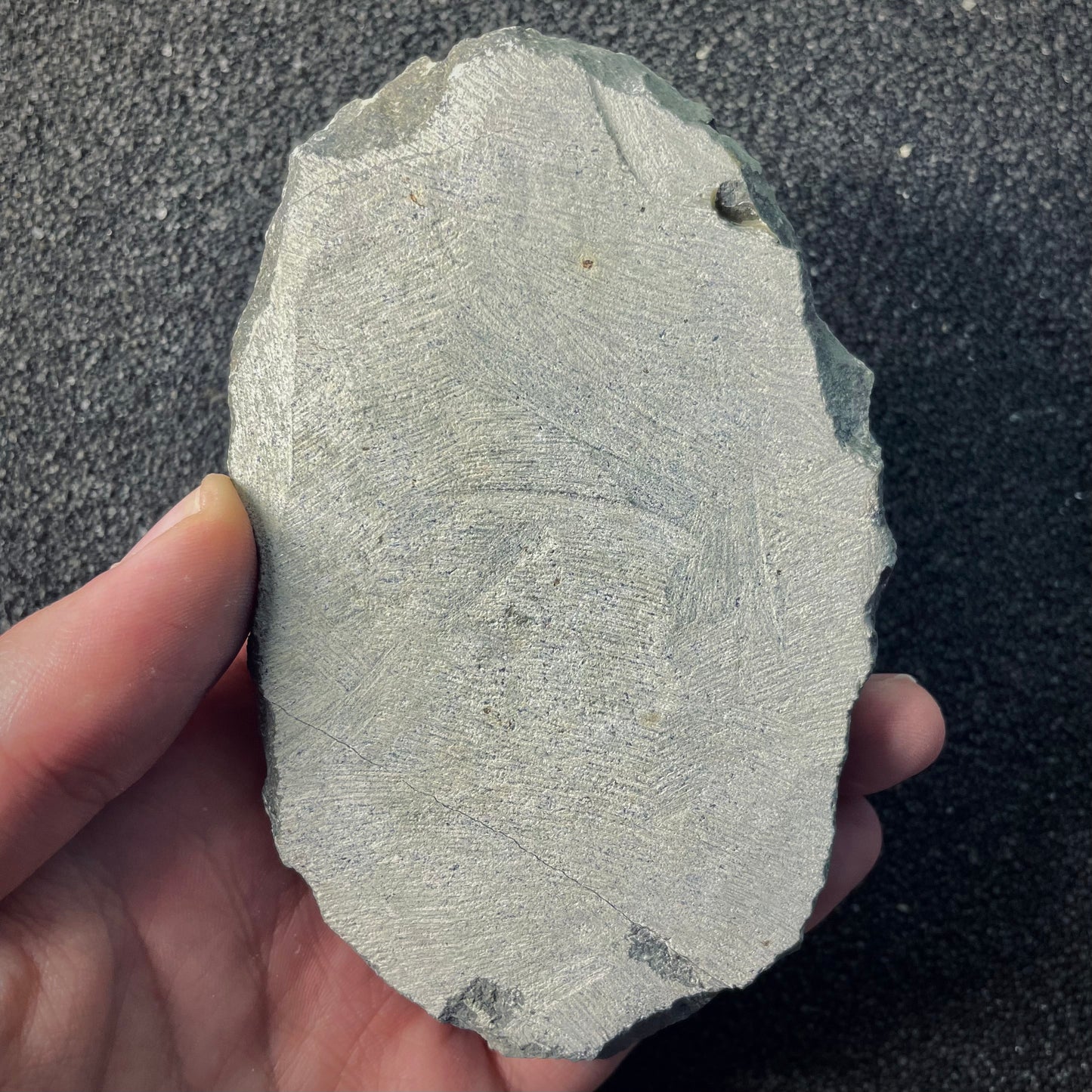 F2613 | Trilobite | Phacopidae indet.