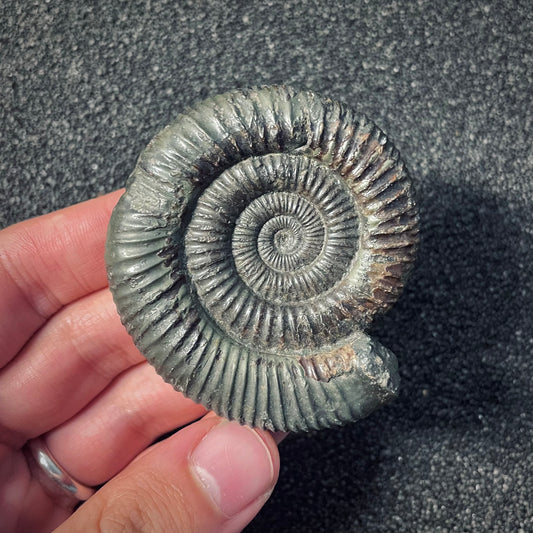 F1980 | Ammonite | Dactylioceras commune