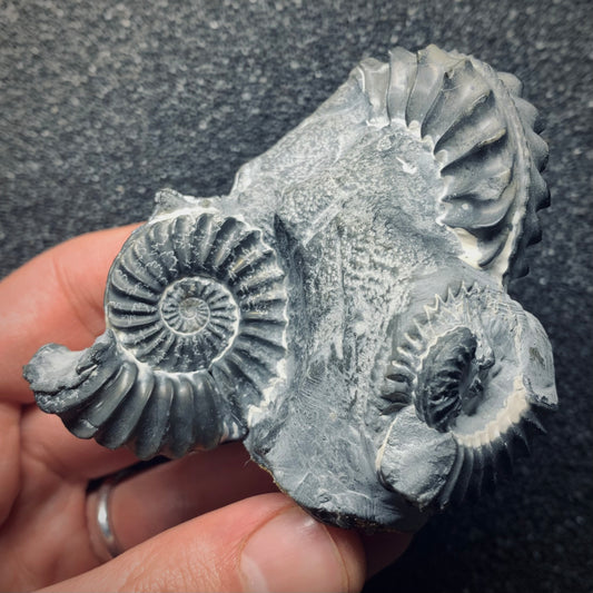 F768 | Ammonite | Pleuroceras spinatum