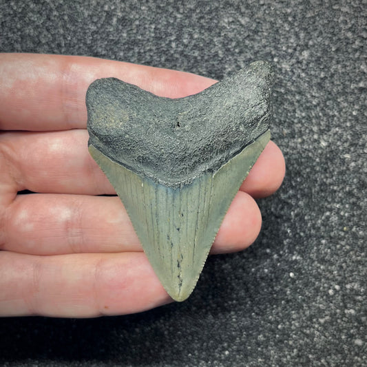 F2875 | Squalo | Otodus megalodon