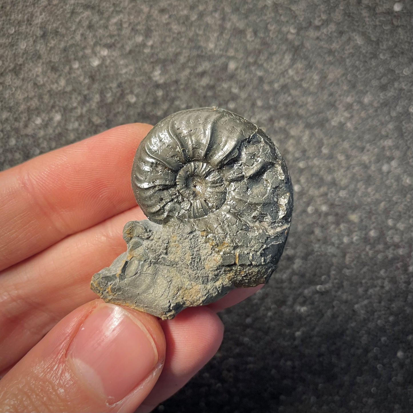 F2173 | Ammonite | Graphoceratidae indet.