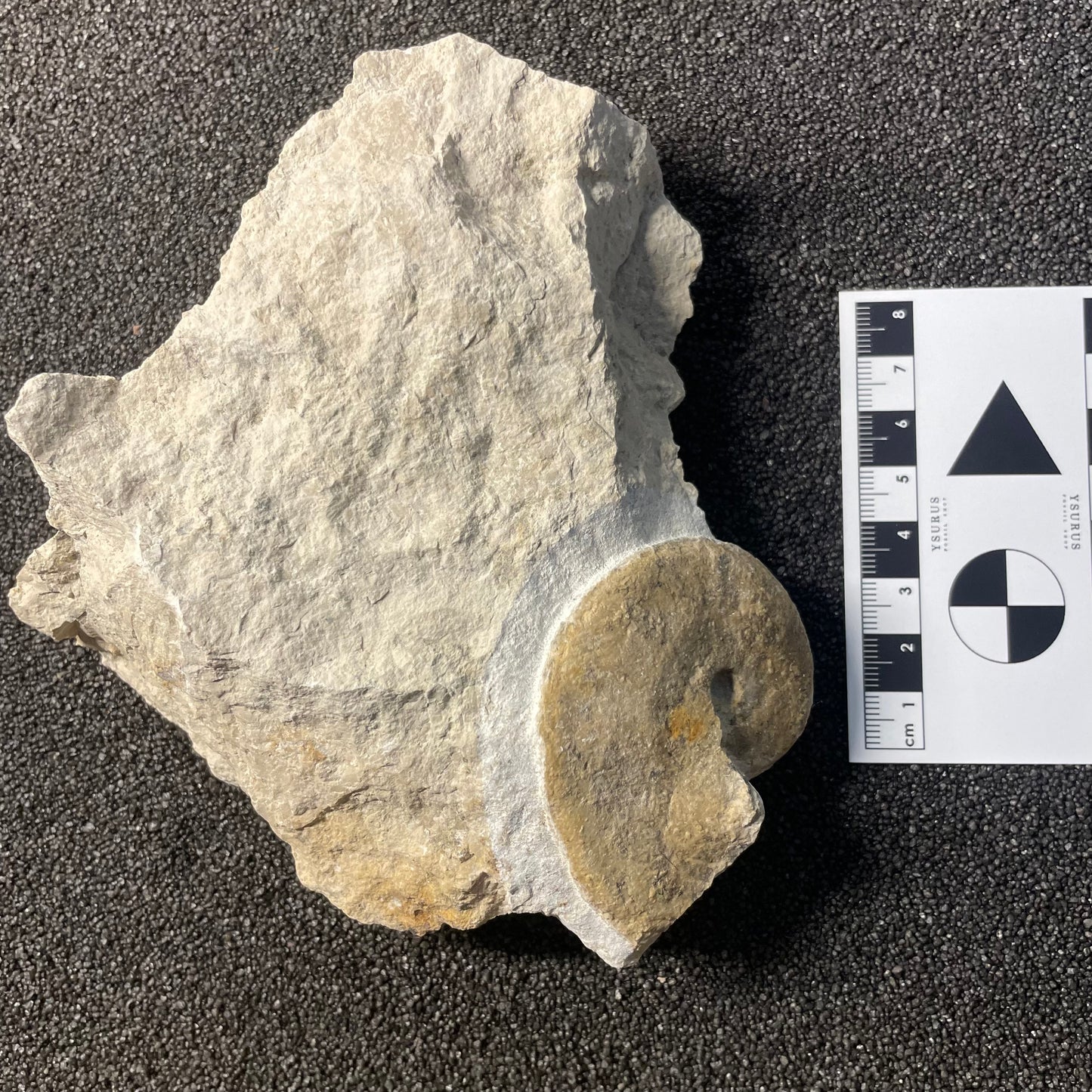 F2526 | Ammonite | Streblites sp.