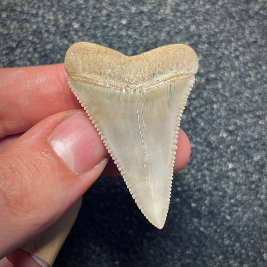 F1948 | Squalo | Carcharodon carcharias