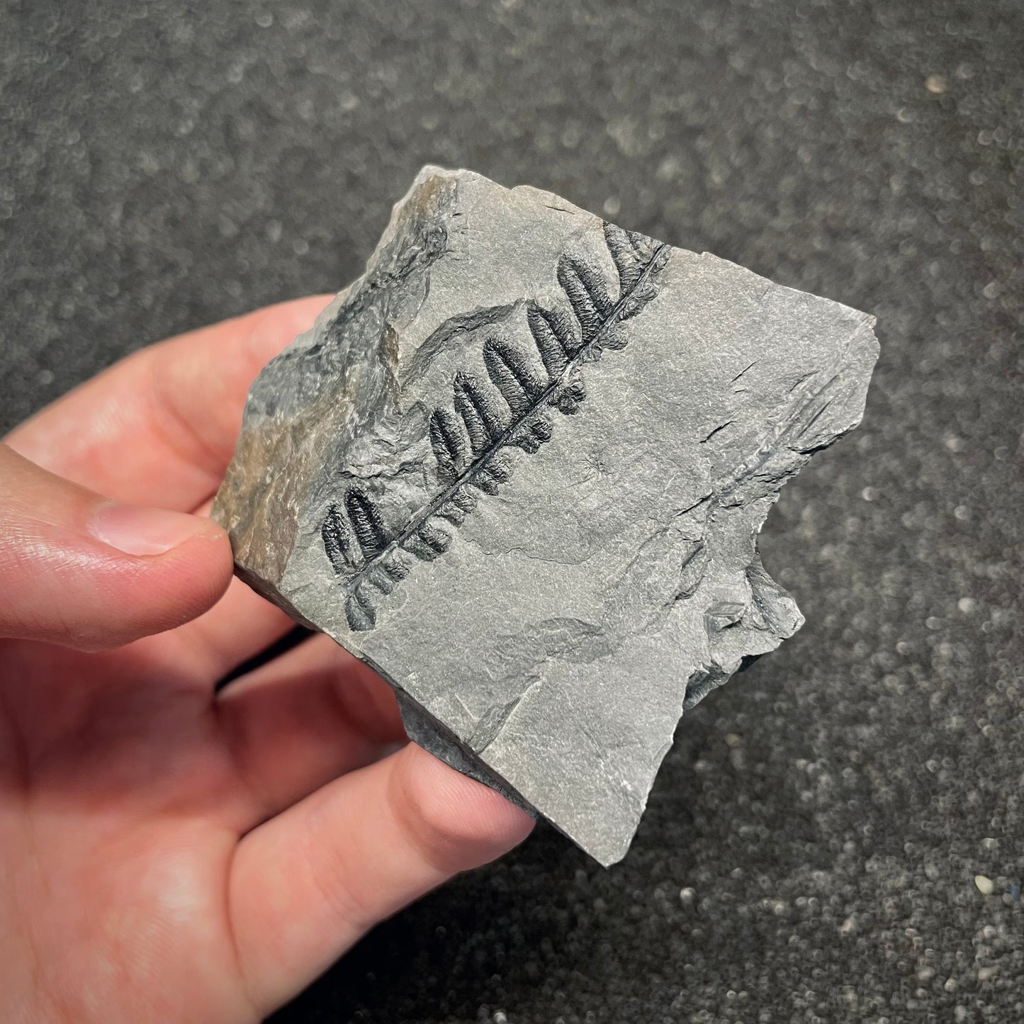 F2984 | Pianta | Alethopteris sp.