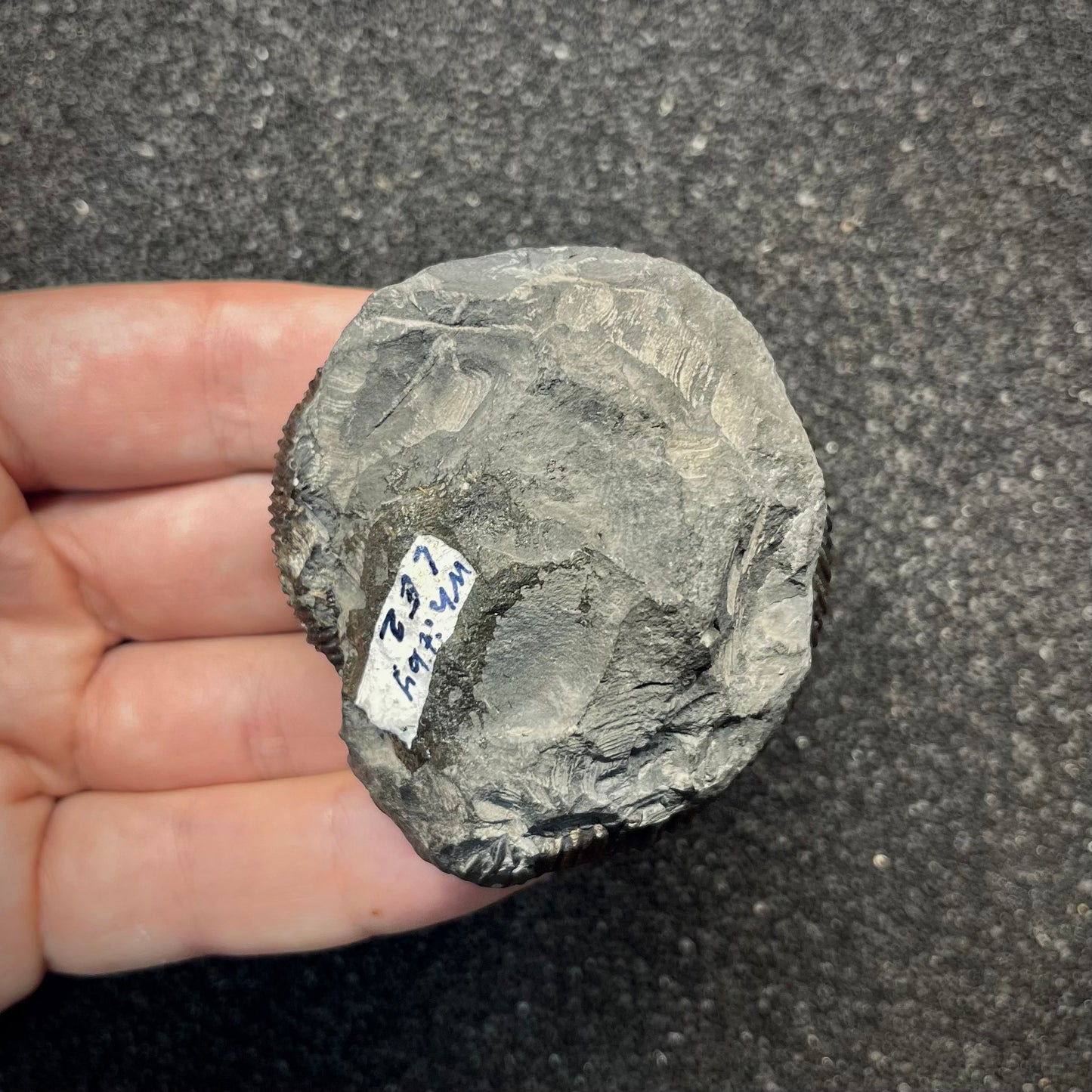 F2820 | Ammonite | Dactylioceratidae indet.