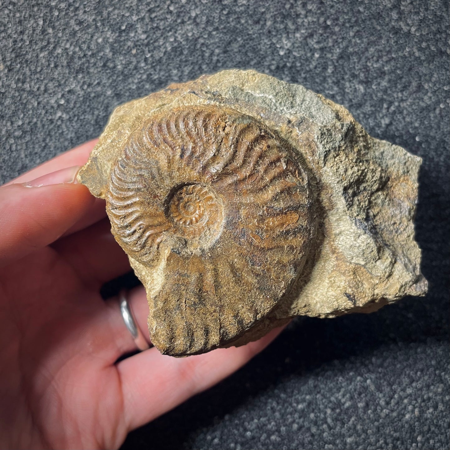F2566 | Ammonite | Graphoceratidae indet.