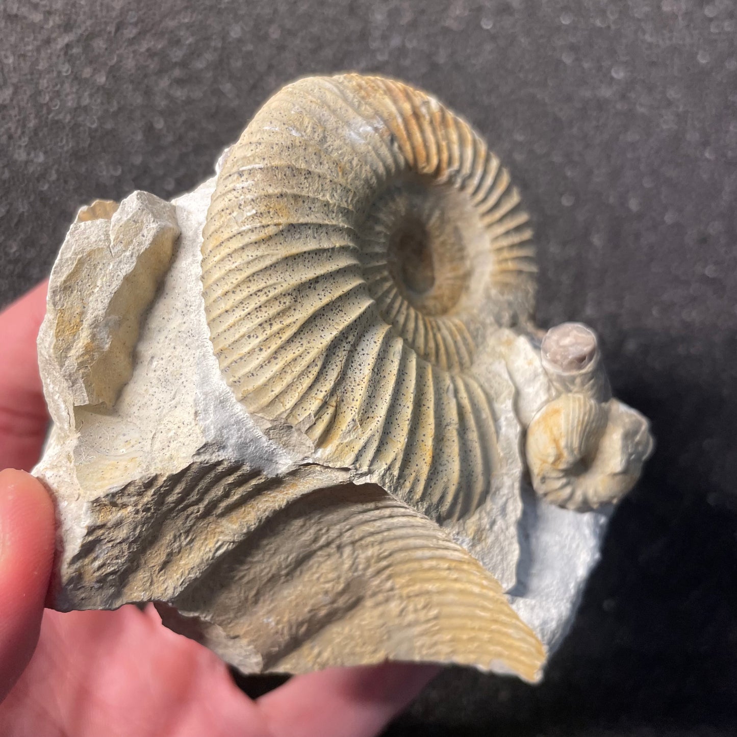 F2534 | Ammonite | Ataxioceras sp. & Sutneria sp.