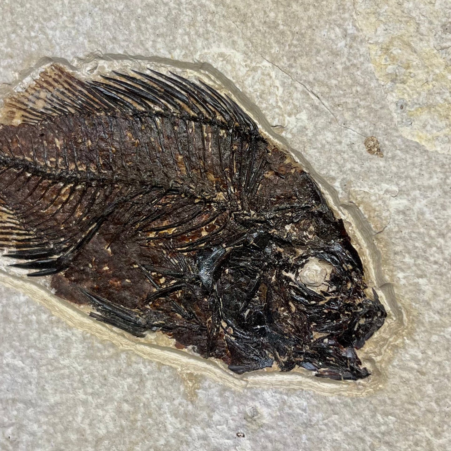 F2731 | Pesce | Cockerellites liops