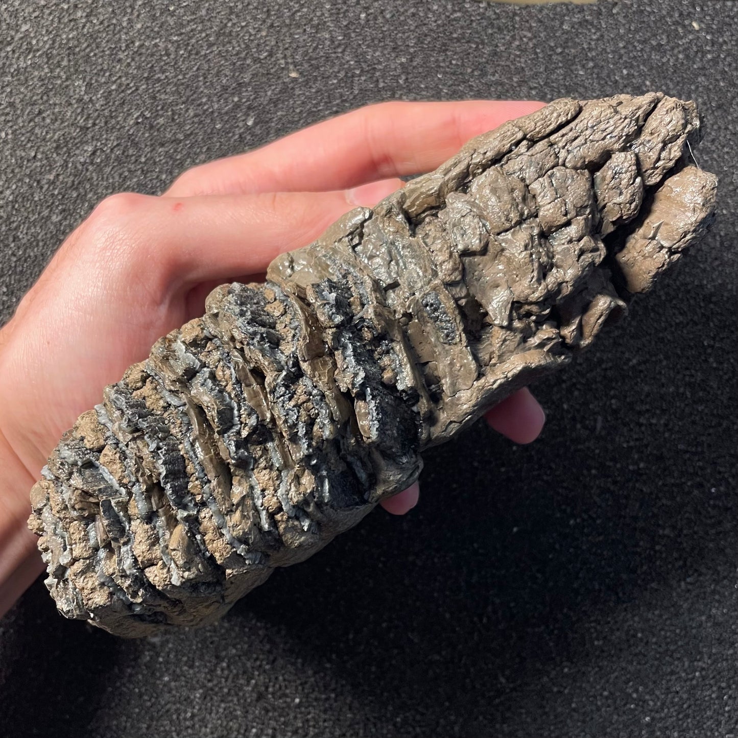 F2506 | Mammut | Mammuthus sp.