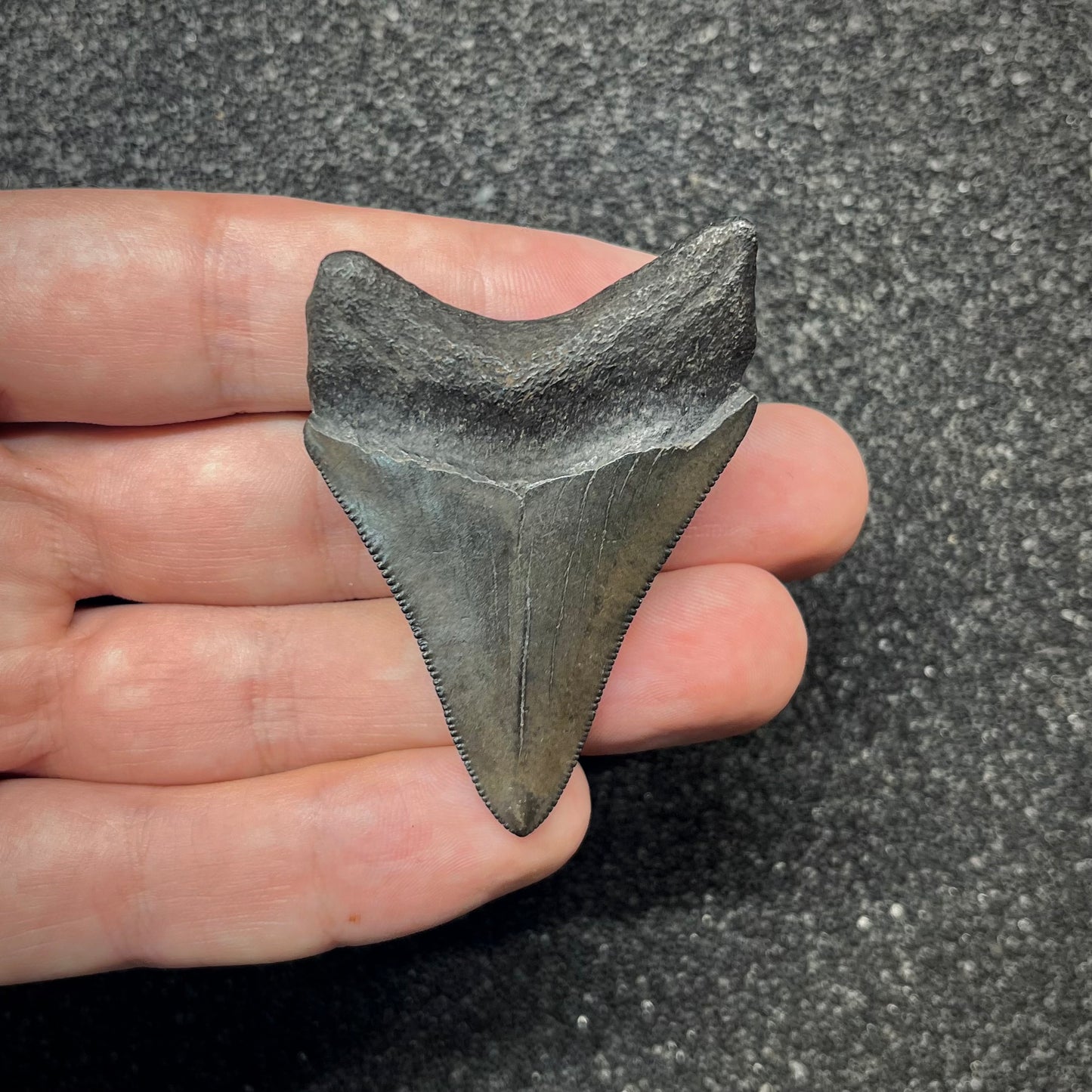 F2871 | Squalo | Otodus megalodon
