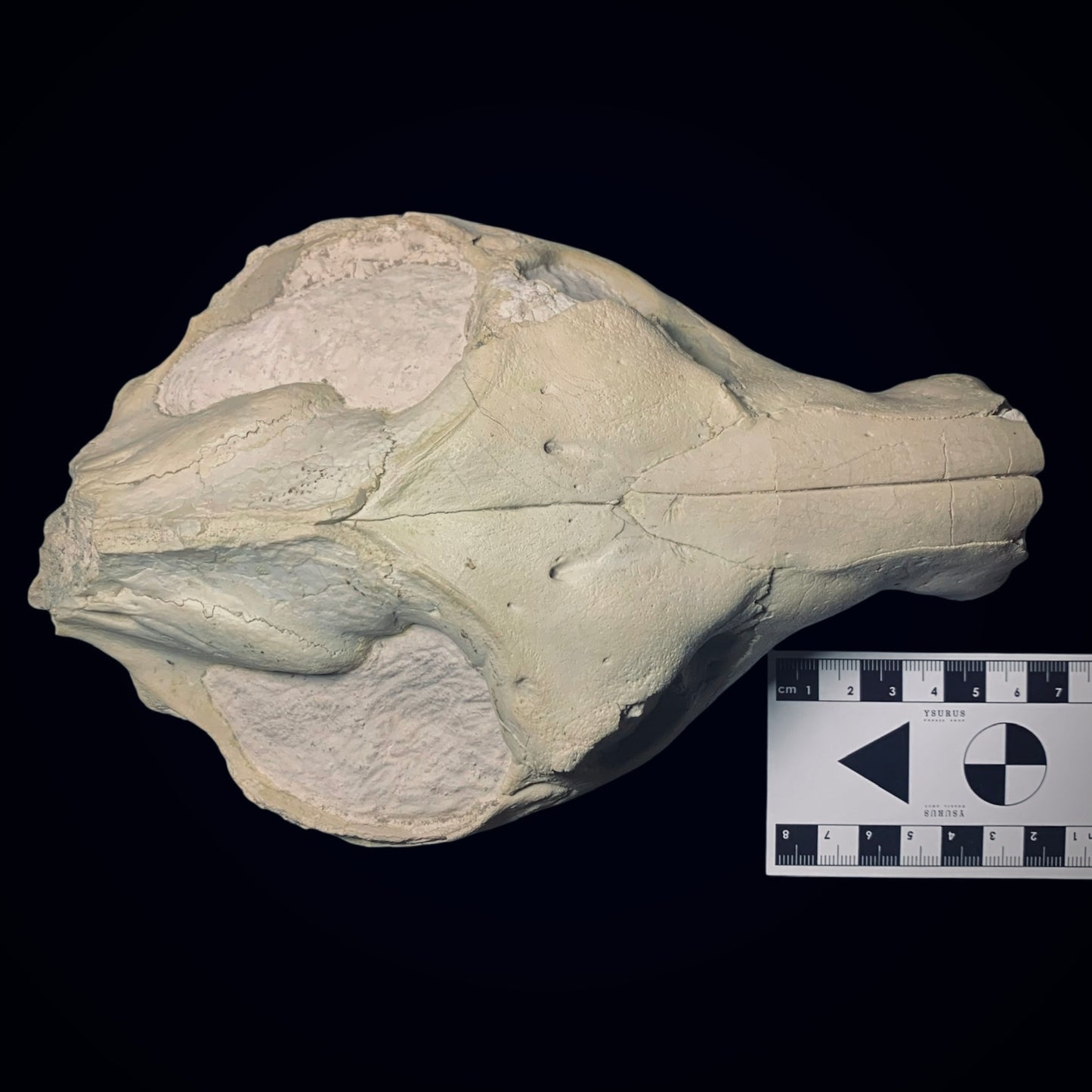 F376 | RARO | Oreodonte | Merycoidodon sp.
