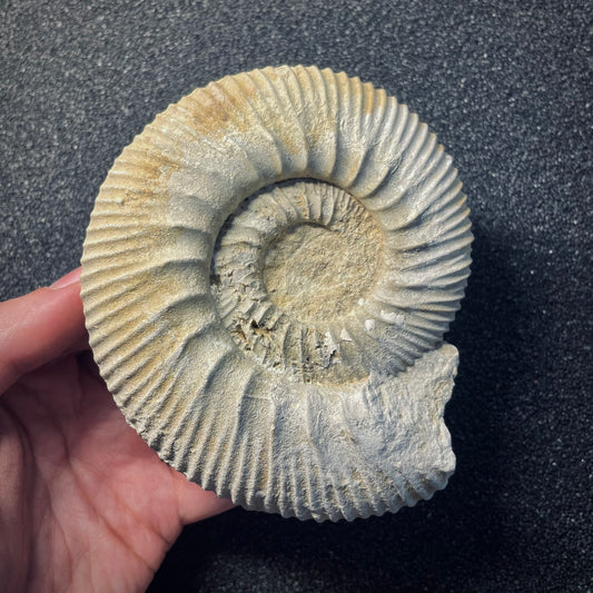 F1951 | Ammonite | Rehmannia sp.