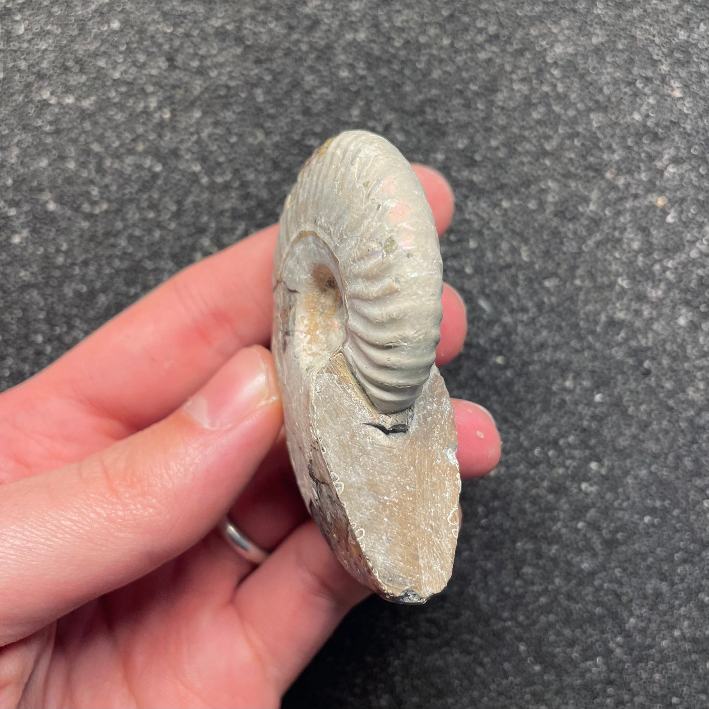 F2382 | Ammonite | Cleoniceras sp.