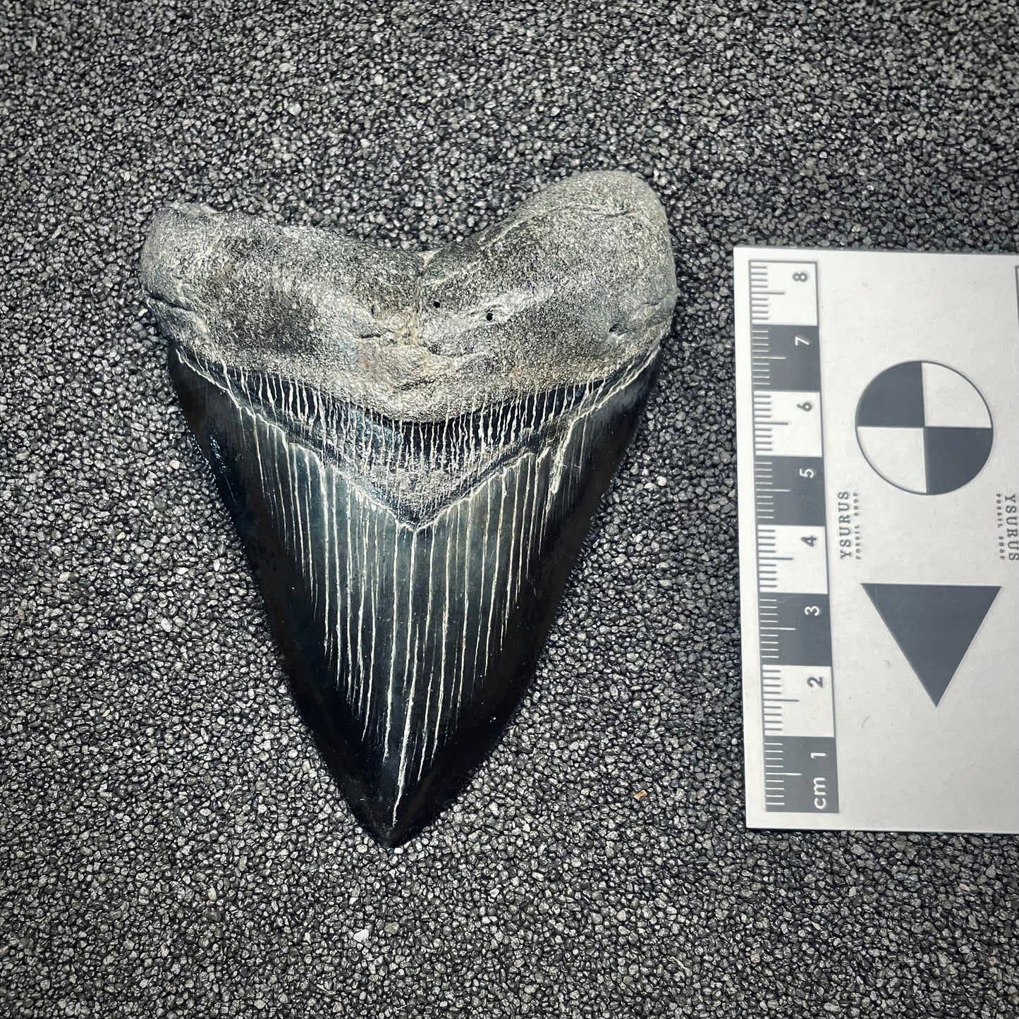 F2630 | Squalo | Otodus megalodon