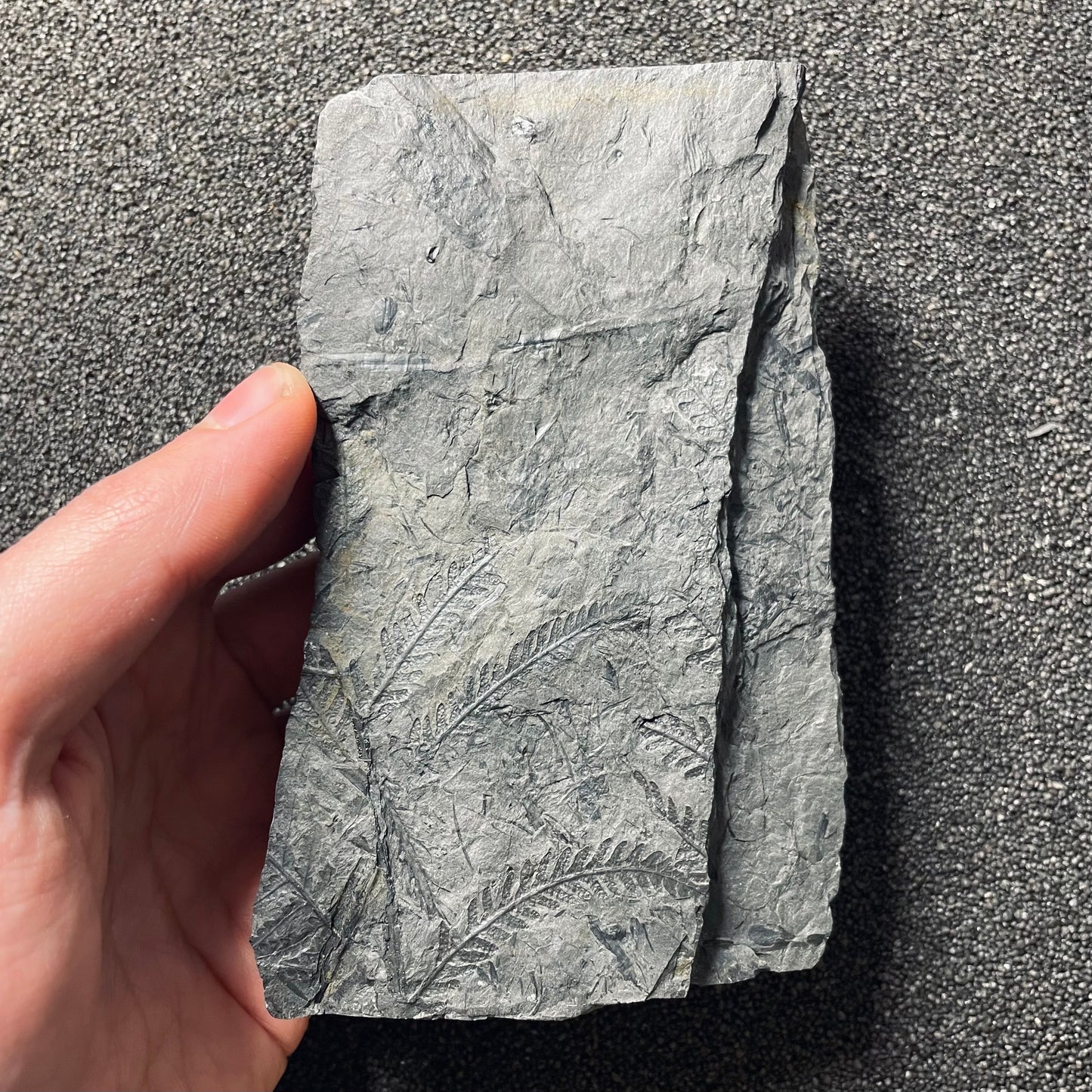 F2490 | Pianta | Lepidodendrales indet.