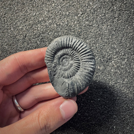 F2024 | Ammonite | Perisphinctidae indet.