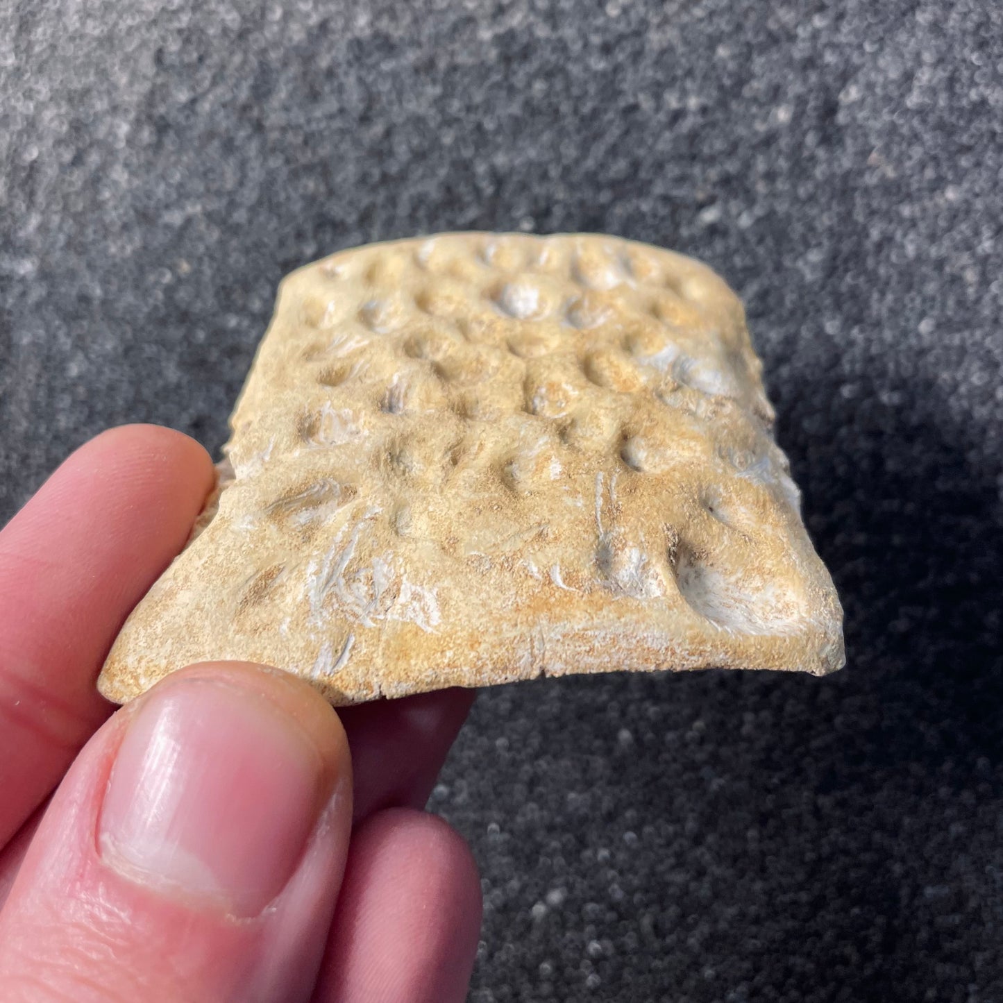 F2205 | Coccodrillo | Crocodylomorpha indet.