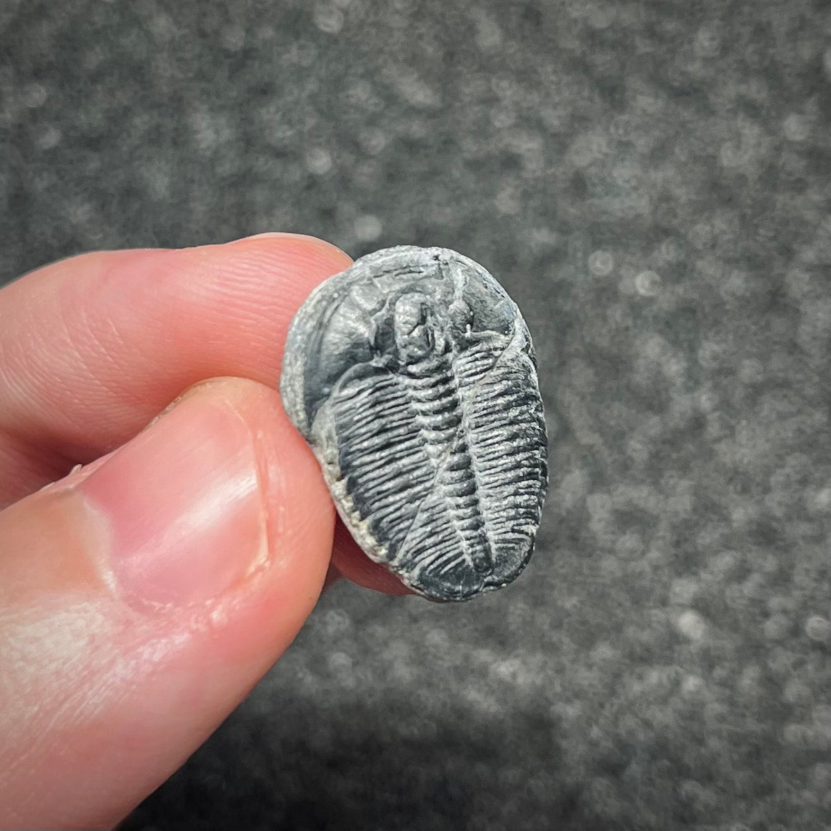 F3020 | Trilobite | Elrathia kingii